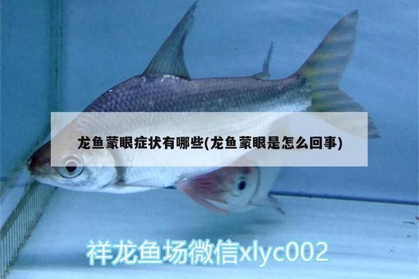 金老虎魚的疾病早期癥狀：如何判斷金魚是否患有疾病 其他寵物 第4張