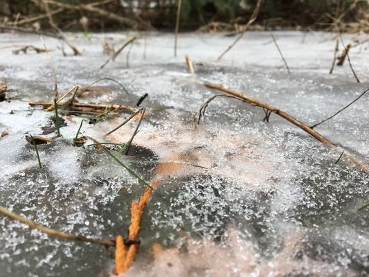 金老虎魚的疾病早期癥狀：如何判斷金魚是否患有疾病 其他寵物 第3張