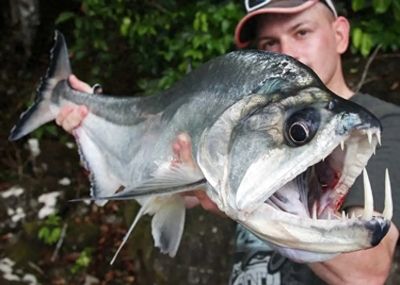 巨暴魚苗飼料保存方法：巨暴魚苗飼料保存方法包括使用密封容器