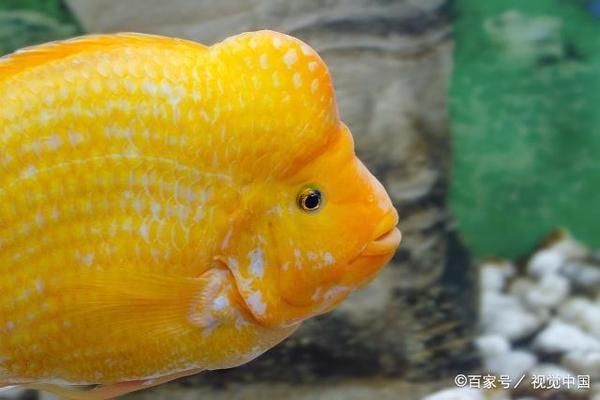 三間魚(yú)繁殖后水質(zhì)穩(wěn)定劑的選擇：三間魚(yú)繁殖后水質(zhì)檢測(cè)頻率