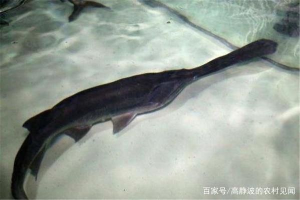 斑馬鴨嘴魚苗的日常健康管理：斑馬鴨嘴魚苗健康管理 其他寵物 第5張