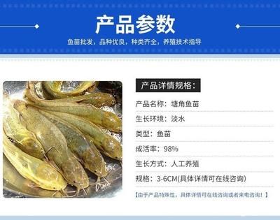 塘角魚苗的生長環(huán)境要求：塘角魚苗最佳生長水溫，塘角魚苗疾病預(yù)防方法 其他寵物 第4張