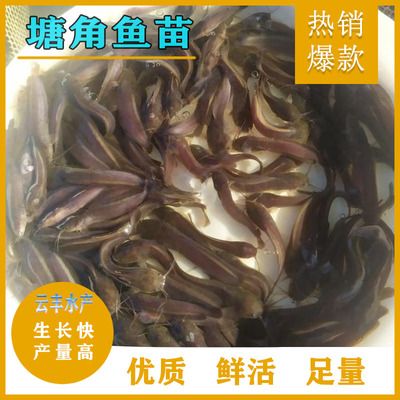 塘角魚苗的生長環(huán)境要求：塘角魚苗最佳生長水溫，塘角魚苗疾病預(yù)防方法 其他寵物 第5張