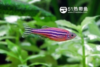 眼斑魚適宜的水溫范圍：眼斑魚與其他魚類混養(yǎng)指南, 其他寵物 第1張