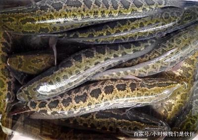 眼斑魚適宜的水溫范圍：眼斑魚與其他魚類混養(yǎng)指南, 其他寵物 第6張