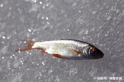 紅蟲作為魚苗飼料的效果：紅蟲作為魚苗飼料具有顯著效果 其他寵物 第4張