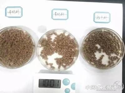 魚苗飼料耐水性測試方法：飼料耐水性測試方法 其他寵物 第2張