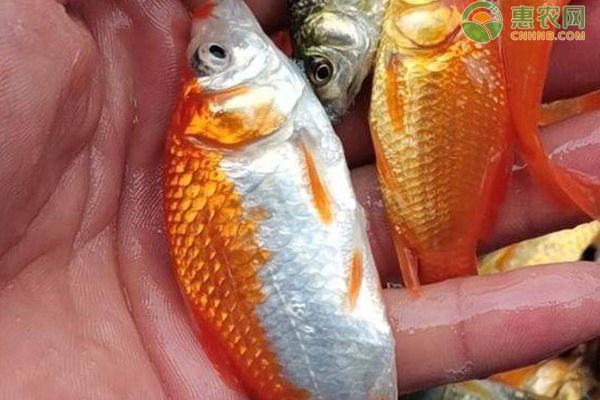 魚苗飼料喂養(yǎng)常見問題及解決方法：如何判斷魚苗飼料營養(yǎng)均衡的重要性 其他寵物 第3張