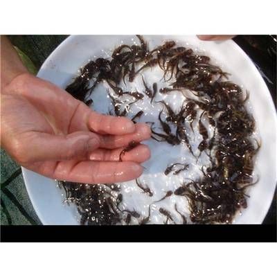 飼料消毒對魚病的影響：水產(chǎn)品安全法規(guī)解讀飼料消毒對魚病的影響主要體現(xiàn) 其他寵物 第6張