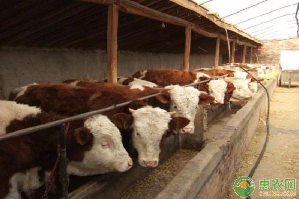 帝王血鉆飼料選擇與搭配：帝王血鉆植物飼料選擇,帝王血鉆飼料保存方法 其他寵物 第3張