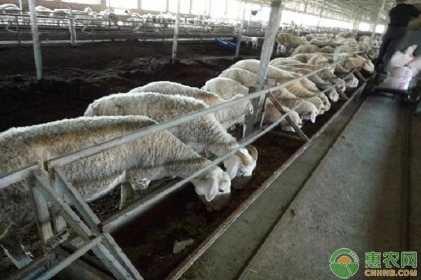 帝王血鉆飼料選擇與搭配：帝王血鉆植物飼料選擇,帝王血鉆飼料保存方法 其他寵物 第5張