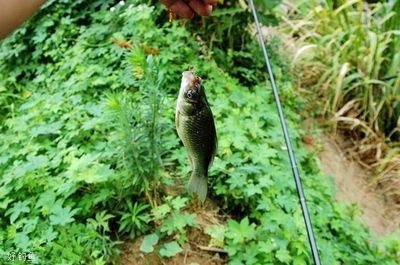 雪鯽魚繁殖缸水草選擇指南：雪鯽魚繁殖缸水草選擇指南，為了提高雪鯽魚的繁殖效率