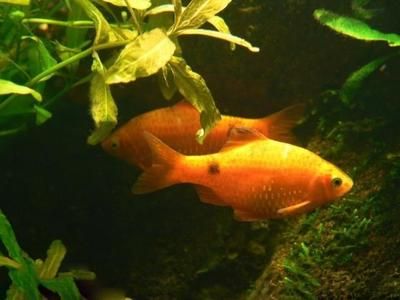 雪鯽魚(yú)繁殖缸水草選擇指南：雪鯽魚(yú)繁殖缸水草選擇指南，為了提高雪鯽魚(yú)的繁殖效率 其他寵物 第3張