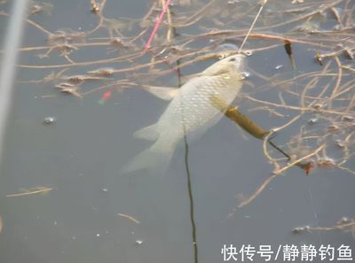 雪鯽魚(yú)繁殖缸水草選擇指南：雪鯽魚(yú)繁殖缸水草選擇指南，為了提高雪鯽魚(yú)的繁殖效率 其他寵物 第4張