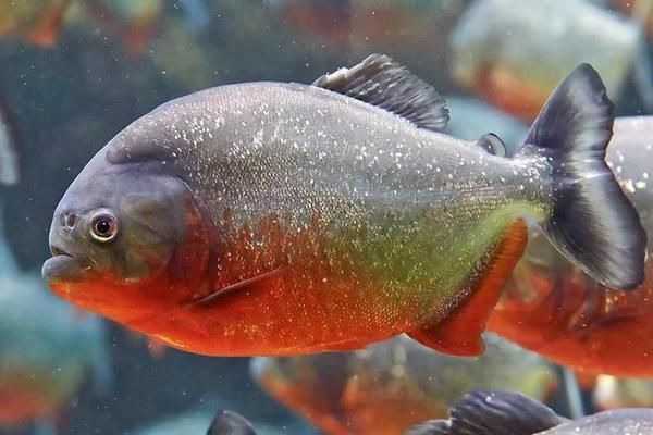 亞馬遜河魚類遷徙對生態(tài)影響：亞馬遜河魚類遷徙對當?shù)厣鷳B(tài)系統(tǒng)具有重要影響 其他寵物 第1張