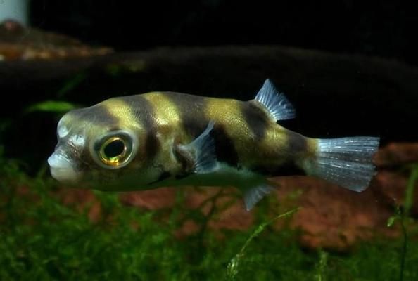 亞馬遜河魚類遷徙對生態(tài)影響：亞馬遜河魚類遷徙對當?shù)厣鷳B(tài)系統(tǒng)具有重要影響 其他寵物 第3張