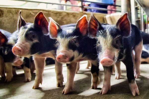 如何辨別飼料質(zhì)量優(yōu)劣：動物糞便反映飼料質(zhì)量嗎，泡水測試鑒別飼料優(yōu)劣原理 其他寵物 第2張