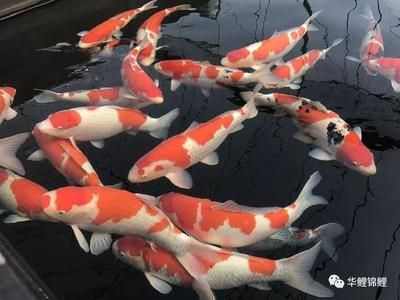 優(yōu)質(zhì)錦鯉魚選購指南：如何挑選優(yōu)質(zhì)的錦鯉魚