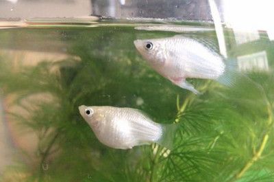 黑桃A魚最佳飼養(yǎng)水溫范圍：黑桃a魚最佳飼養(yǎng)水溫范圍為22-[需手動填充] 其他寵物 第3張