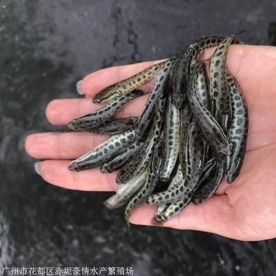 黑魚苗市場(chǎng)行情分析：南方地區(qū)黑魚苗市場(chǎng)行情分析：黑魚苗市場(chǎng)行情分析 其他寵物 第3張