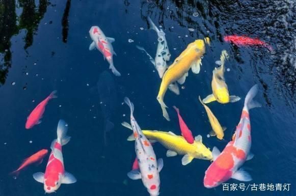 錦鯉魚繁殖水溫控制技巧：關(guān)于錦鯉魚繁殖水溫控制的技巧 其他寵物 第3張