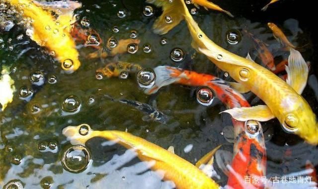 錦鯉魚繁殖水溫控制技巧：關(guān)于錦鯉魚繁殖水溫控制的技巧 其他寵物 第4張