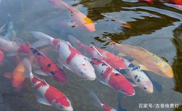 錦鯉魚繁殖水溫控制技巧：關(guān)于錦鯉魚繁殖水溫控制的技巧 其他寵物 第2張