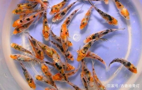 錦鯉魚繁殖水溫控制技巧：關(guān)于錦鯉魚繁殖水溫控制的技巧 其他寵物 第1張