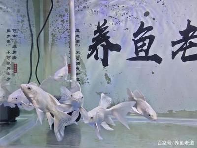 蝴蝶鯉魚缸水溫控制技巧：蝴蝶鯉水溫控制技巧 其他寵物 第1張