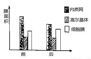 生物膜形成過程解析：生物膜的形成過程 其他寵物 第4張