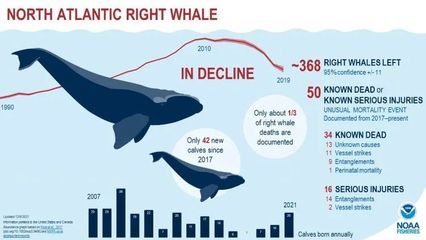 龍魚誤食了東西怎么辦：如何判斷龍魚是否誤食了東西？ 水族問答 第2張