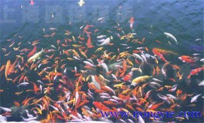 錦鯉魚病防治方法介紹：如何預(yù)防錦鯉魚病？ 其他寵物 第2張