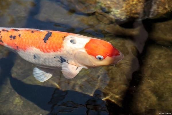 龍魚(yú)誤吞硬物怎么處理好：龍魚(yú)誤吞硬物后，我該怎么辦？ 水族問(wèn)答 第1張