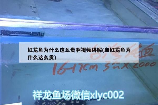 鯊魚(yú)繁殖行為的季節(jié)性變化規(guī)律：鯊魚(yú)繁殖季節(jié)的水溫變化，影響鯊魚(yú)繁殖的環(huán)境因素 其他寵物 第3張