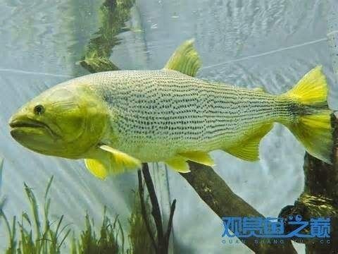 龍魚喜歡的食物：龍魚的飲食偏好探究 水族問答 第1張