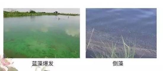 如何選擇水質調節(jié)劑：高溫季節(jié)水質調節(jié)劑使用注意事項，水質調節(jié)劑使用注意事項 其他寵物 第4張