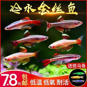 紅尾平克魚飼料品牌對(duì)比：紅尾平克魚的飼料選擇