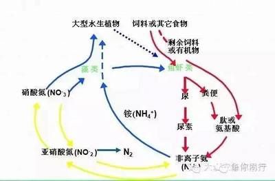 龍魚下沉是什么原因?qū)е碌模糊堲~為什么會在水下下沉？ 水族問答 第2張