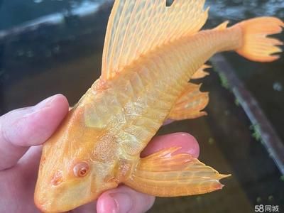 女王大帆魚繁殖溫度控制：女王大帆魚繁殖期飼料選擇，女王大帆魚繁殖后護(hù)理要點(diǎn) 其他寵物 第4張