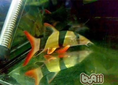 女王大帆魚繁殖溫度控制：女王大帆魚繁殖期飼料選擇，女王大帆魚繁殖后護(hù)理要點(diǎn) 其他寵物 第5張