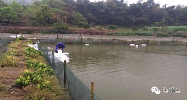 魚苗入池前的緩苗技巧：在魚苗入池前進(jìn)行緩苗的技巧 其他寵物 第3張