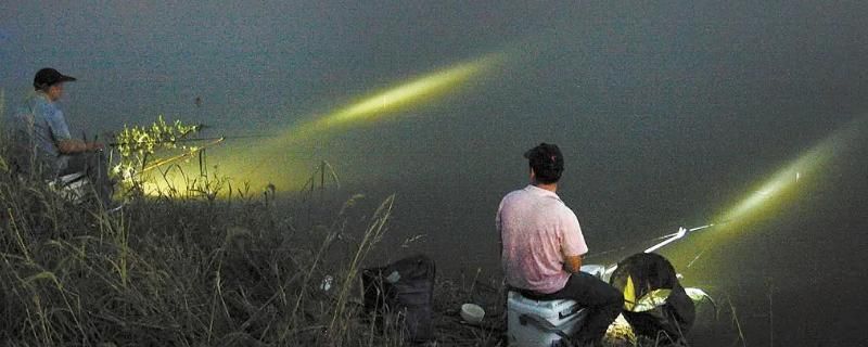 魚苗餌料選擇與搭配技巧：不同季節(jié)魚苗餌料選擇，魚苗餌料搭配實(shí)戰(zhàn)技巧 其他寵物 第5張