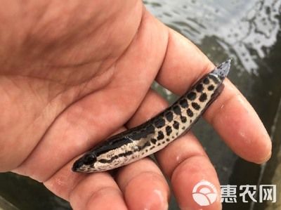 黑魚苗品種對(duì)比選擇：如何選擇黑魚苗品種 其他寵物 第3張