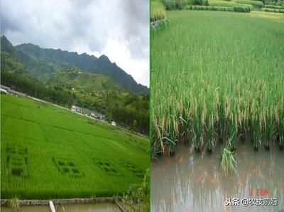 龍魚下嘴巴長：為什么龍魚會(huì)用它們的下嘴巴來捕食呢？ 水族問答 第2張