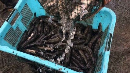 魚苗飼料品牌推薦：如何選擇魚苗飼料品牌 其他寵物 第5張