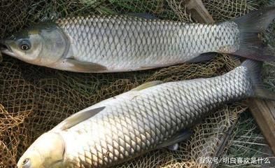 魚苗飼料品牌推薦：如何選擇魚苗飼料品牌 其他寵物 第6張