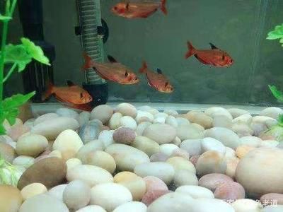 龍魚夏天食欲不振怎么回事兒：關于龍魚食欲不振的問題 水族問答 第1張