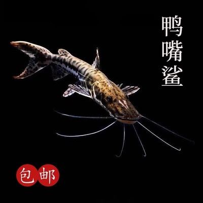 鴨嘴鯊魚的自然棲息地分布：鴨嘴鯊魚在中國的養(yǎng)殖技術(shù) 其他寵物 第3張