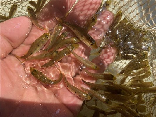 龍魚夏天食欲不振正常嗎：龍魚夏天食欲不振是否正常， 水族問答 第1張