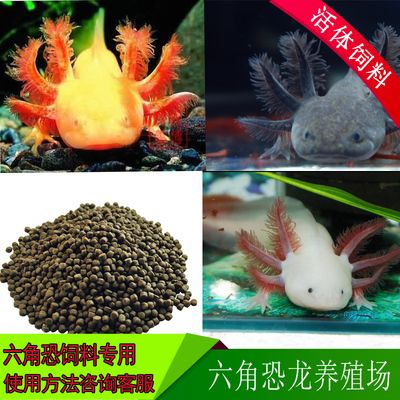 六角恐龍魚(yú)的飼料：六角恐龍魚(yú)飼料品牌推薦六角恐龍魚(yú)飼料保存方法 其他寵物 第5張